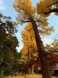 イチョウの魅力✨